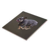 Carreau Bouledogue français en course (Côté)