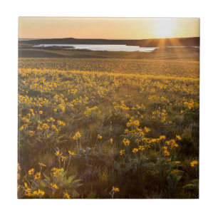 Carreau Bouquet de Balsamroot à feuilles de flèche sauvage