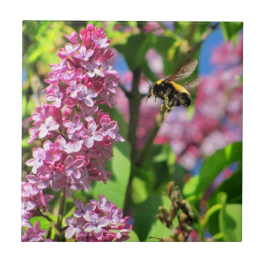 Carreau Bourdon atterrissant sur des lilas (Devant)