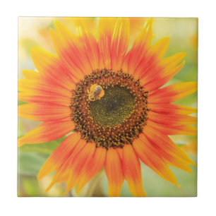 Carreau Bourdon sur tournesol, Jardin communautaire