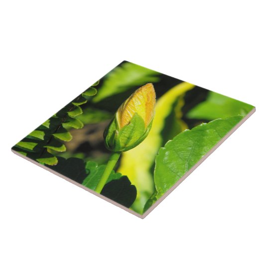 Carreau Bouton de fleur d'Hibiscus (Côté)