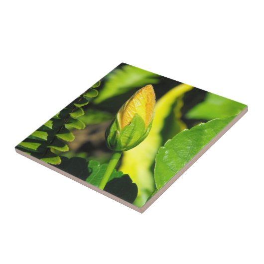 Carreau Bouton de fleur d'Hibiscus (Côté)