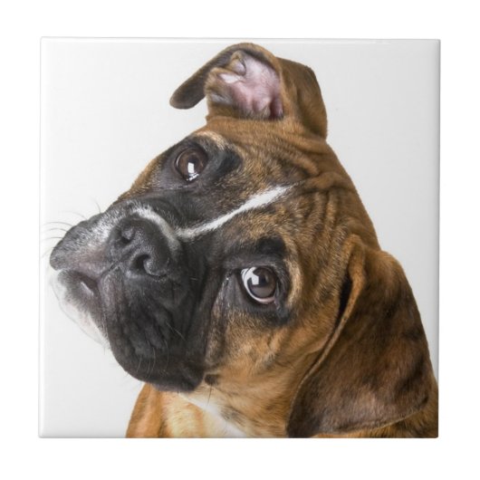 Carreau Boxer dog decorative tile (Devant)