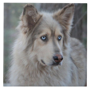 Carreau Bozworth le Malamutt