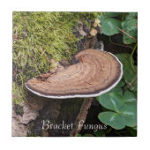 Carreau Bracket Fungus Nature Photo (Devant)