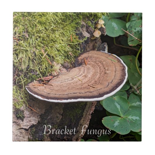 Carreau Bracket Fungus Nature Photo (Devant)