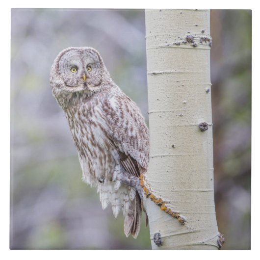 Carreau Branche d'arbre d'astre gris (Devant)