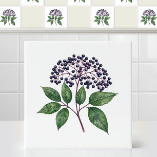 Carreau Branche de fruit d'eldère sauvage à l'aquarelle en