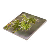 Carreau Branche d'érable vert mignon avec petits feuilles (Côté)