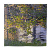 Carreau Branches d'arbre, Lumière du soleil, Reflet (Devant)