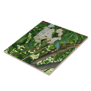 Carreau Branches d'arbustes de White Mountain Laurel