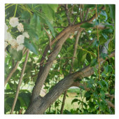 Carreau Branches de White Mountain Laurel (Devant)