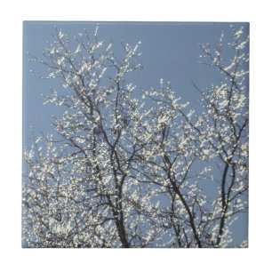 Carreau Branches Icy dans le ciel bleu d'hiver