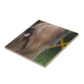 Carreau Briard (Côté)