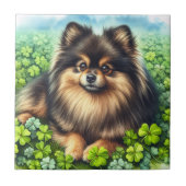 Carreau Brindle Pomeranian Shamrock (Devant)
