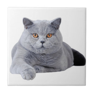Carreau British shorthair