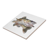 Carreau Brochets vairons de pêche (Côté)