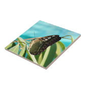 Carreau Brown Butterfly Closed Wings (Côté)