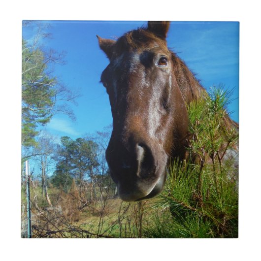 Carreau Brown et crème Couleur Cheval bleu ciel (Devant)