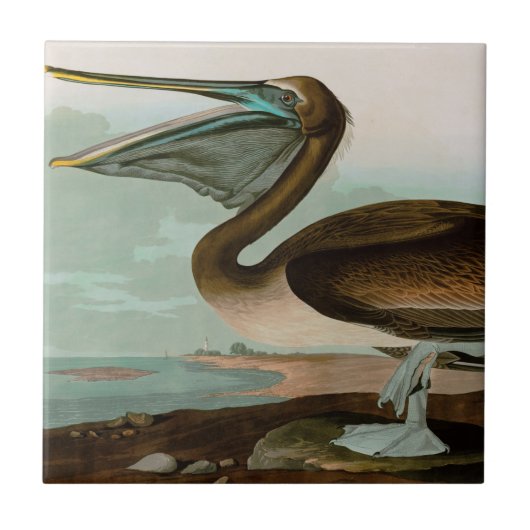 Carreau Brown Pelican Birds of America Audubon Imprimer (Devant)