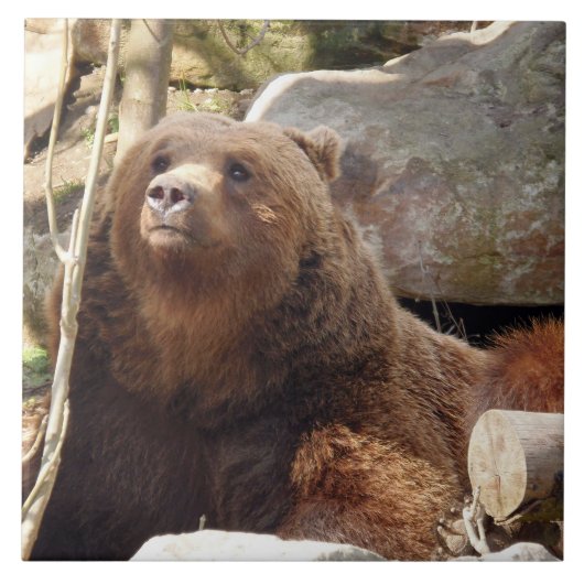 Carreau Brown vue ours céramique (Devant)