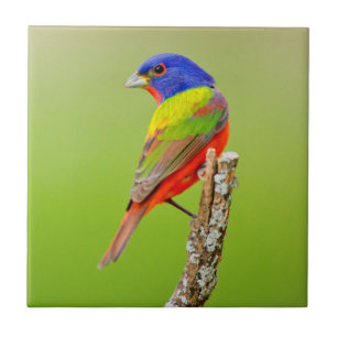 Carreau Bruant à tête rouge (Passerina ciris) Mâle perché