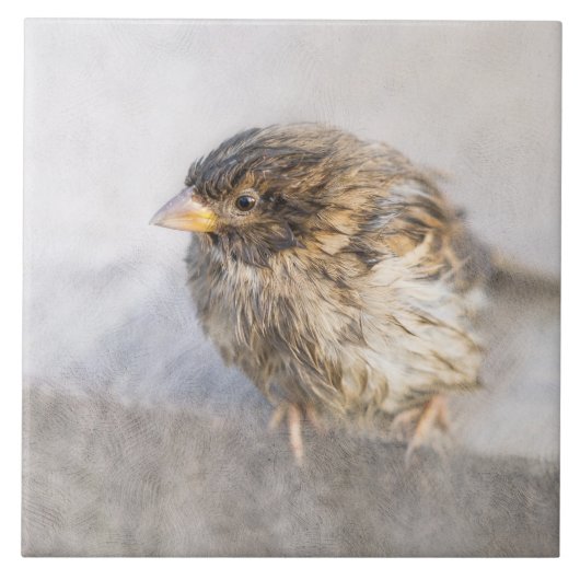 Carreau Bruant - Météo Prévision Épique Échec (Devant)