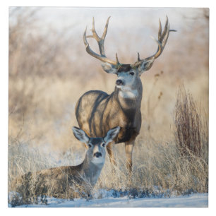 Carreau Buck Couple Mule Deer