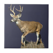 Carreau Buck White Tailed (Devant)