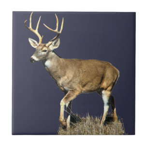 Carreau Buck White Tailed