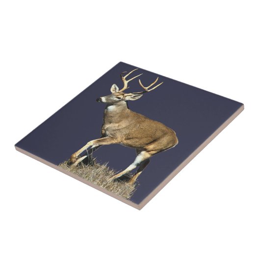 Carreau Buck White Tailed (Côté)