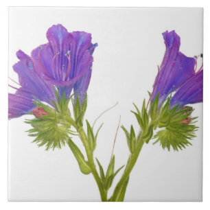 Carreau Bugloss pourpre de vipères (plantagineum d'echium)