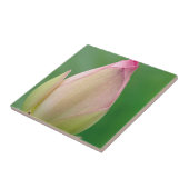 Carreau Bulbe Lily de l'eau non ouverte, Durban Botanique (Côté)