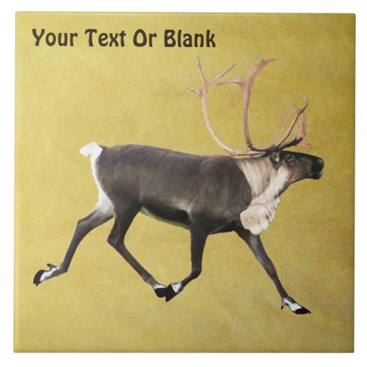 Carreau Bull Caribou (Devant)