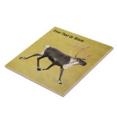 Carreau Bull Caribou (Côté)