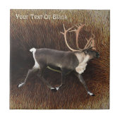 Carreau Bull Caribou (Reindeer) (Devant)