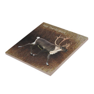 Carreau Bull Caribou (Reindeer)