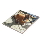 Carreau Bull Cow Long Horns Ranch rodeo Animal Photographe (Côté)