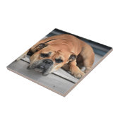 Carreau Bull Dog (Côté)