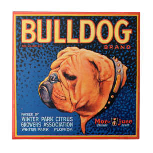 Carreau Bull Dog sur un Arrière - plan bleu