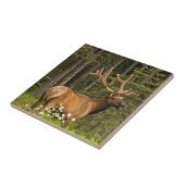 Carreau Bull elk à velvet (Côté)