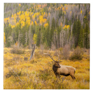 Carreau Bull Elk   Rocky Mountain National Park Colorado