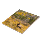 Carreau Bull Elk | Rocky Mountain National Park Colorado (Côté)