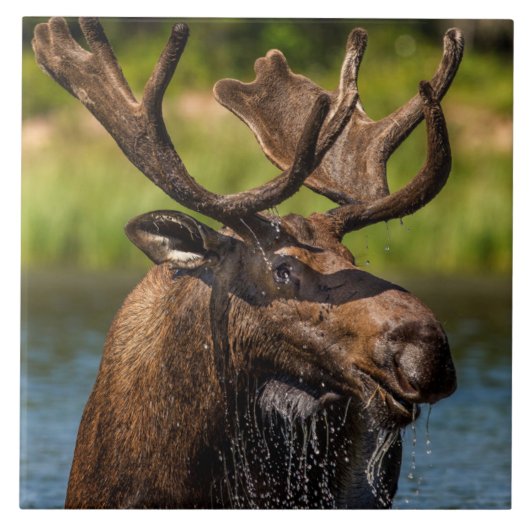 Carreau Bull Moose | Parc national du Glacier Montana (Devant)