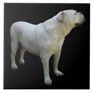 Carreau BULLDOG 1, Amour des animaux, meilleur ami KEEPSAK