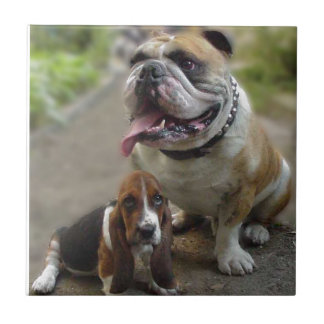 Carreau Bulldog et BabyBassett