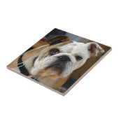 Carreau Bulldog.png (Côté)