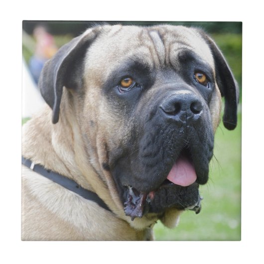 Carreau Bullmastiff (Devant)