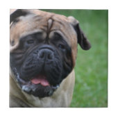 Carreau Bullmastiff mignon (Devant)