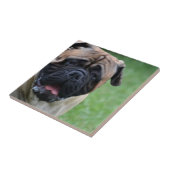 Carreau Bullmastiff mignon (Côté)